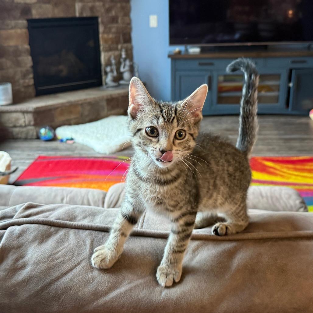 Clifford, a Adoptable Domestic Short Hair in North Canton, OH image 3/5