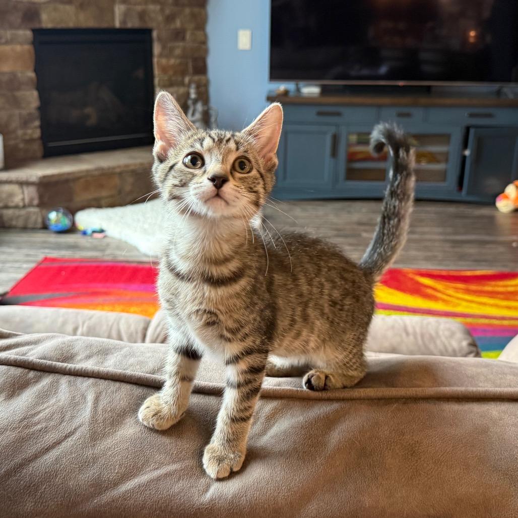 Clifford, a Adoptable Domestic Short Hair in North Canton, OH image 4/5