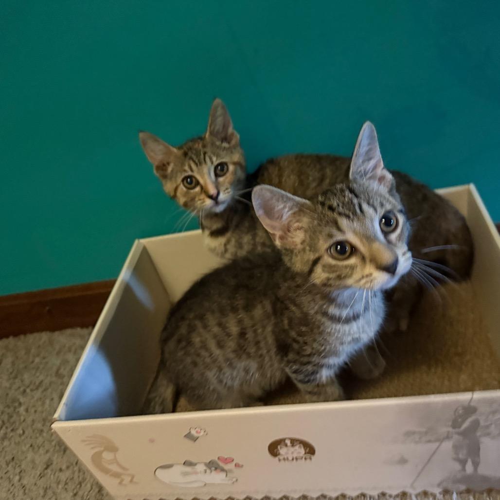 Clifford, a Adoptable Domestic Short Hair in North Canton, OH image 5/5