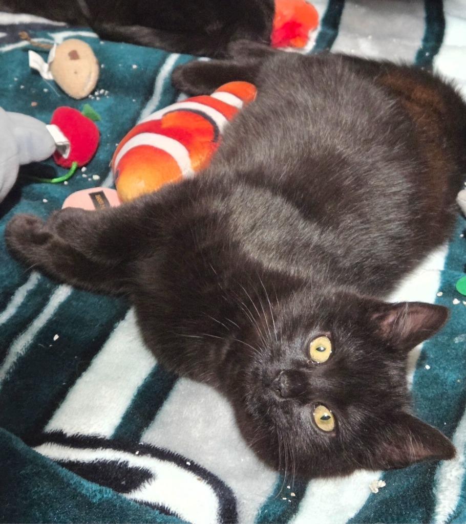 Koda, Adoptable, Kitten Male Domestic Short Hair.