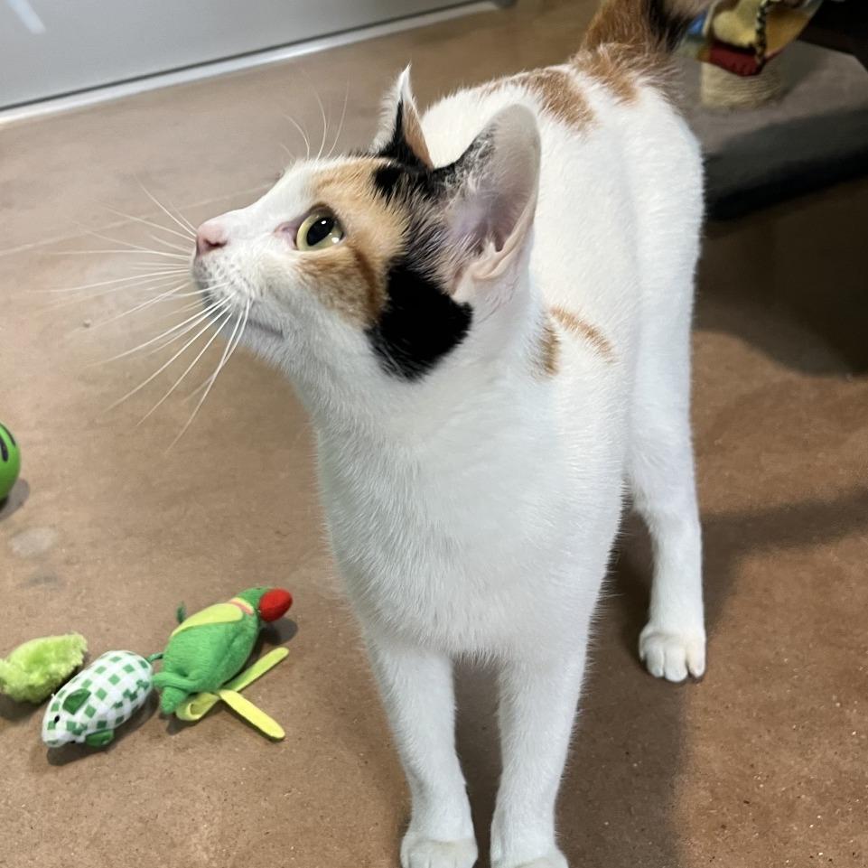 DALINDA, Adoptable, Adult Female Domestic Short Hair & Domestic Short Hair.