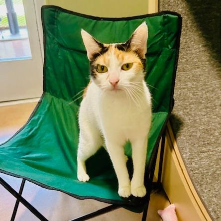 Enlarge DALINDA, a Adoptable mixed breed in Kyle, TX image 2/6