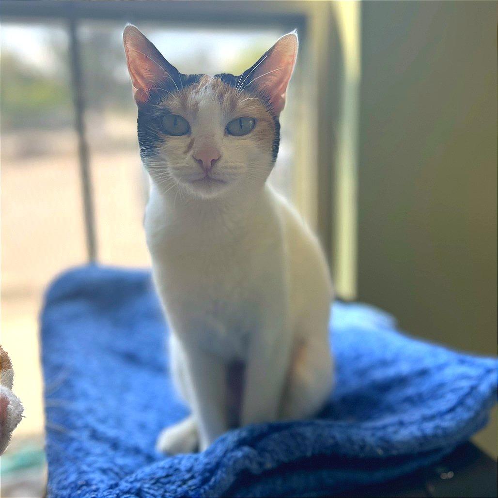 Enlarge DALINDA, a Adoptable mixed breed in Kyle, TX image 3/6