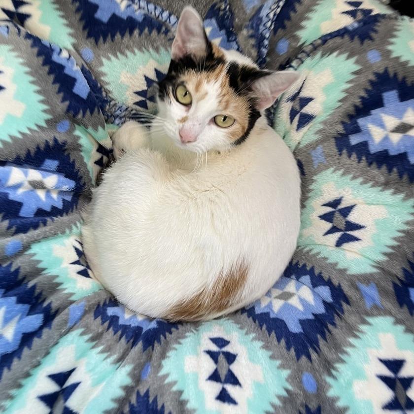 Enlarge DALINDA, a Adoptable mixed breed in Kyle, TX image 4/6