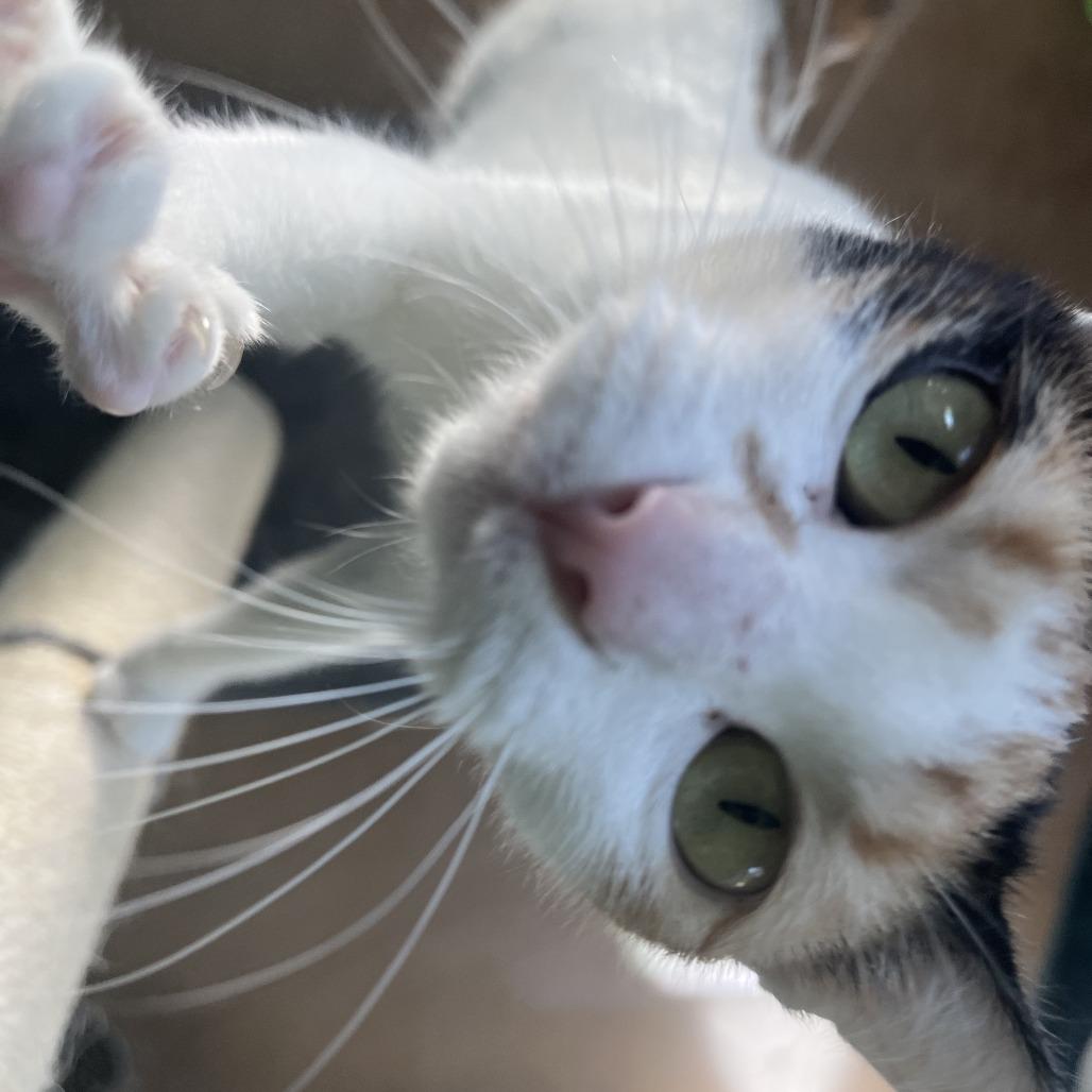 Enlarge DALINDA, a Adoptable mixed breed in Kyle, TX image 5/6