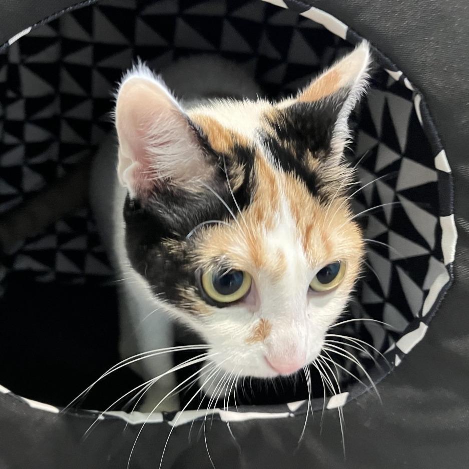 Enlarge DALINDA, a Adoptable mixed breed in Kyle, TX image 6/6