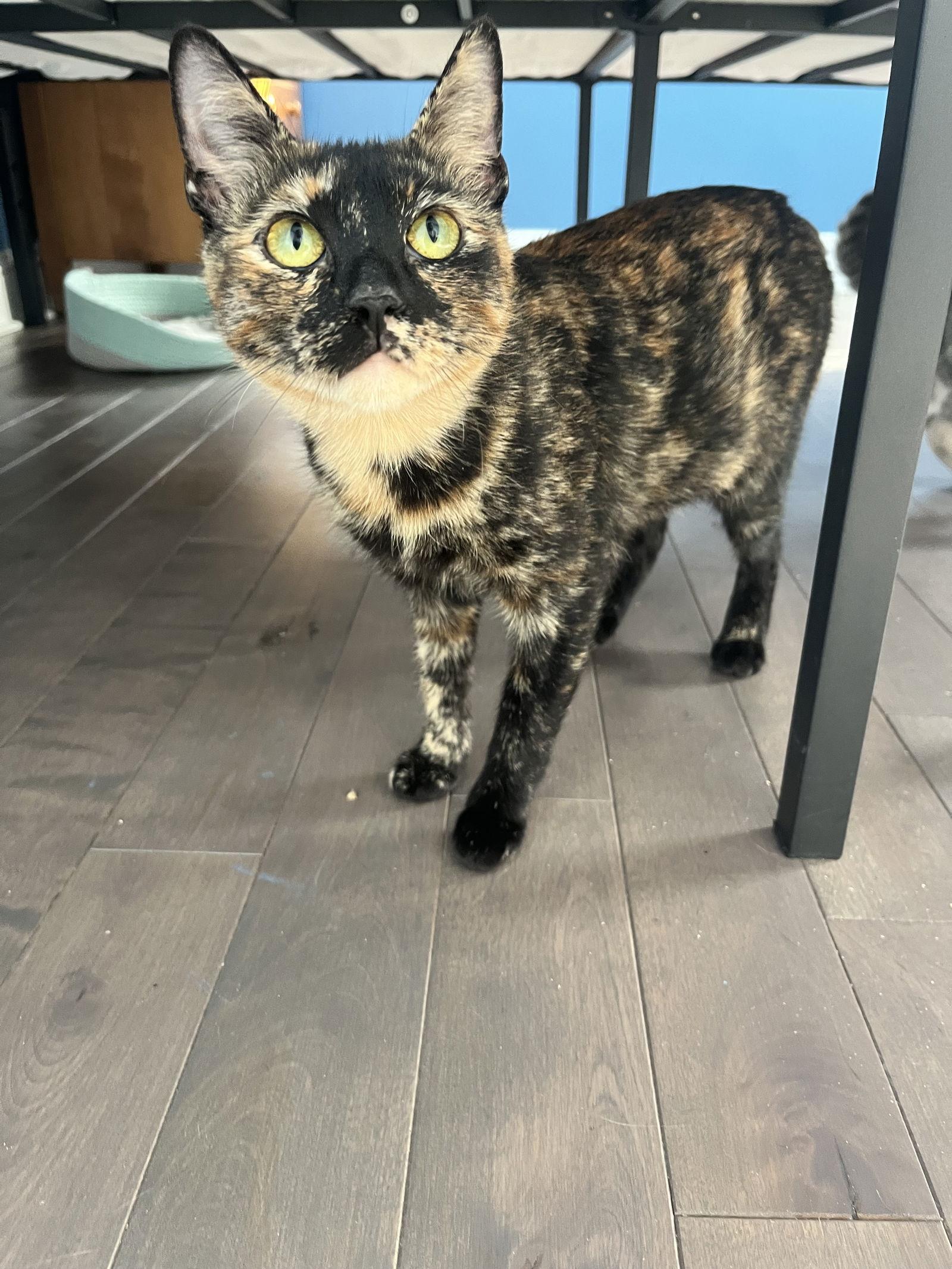 Cassie  Willow Grove thumbnail 2