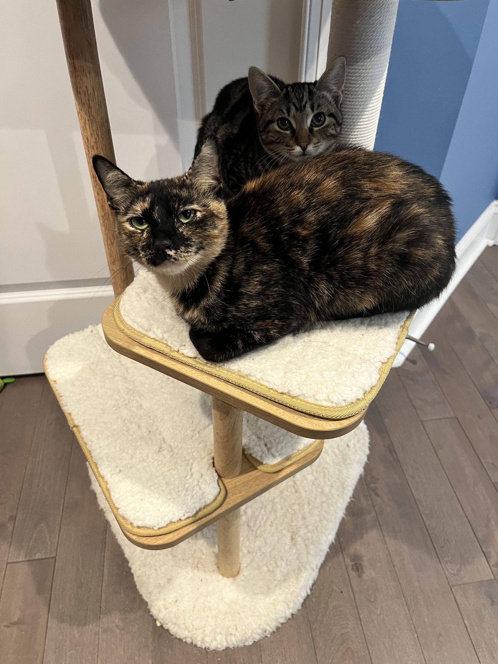 Cassie  Willow Grove thumbnail 3