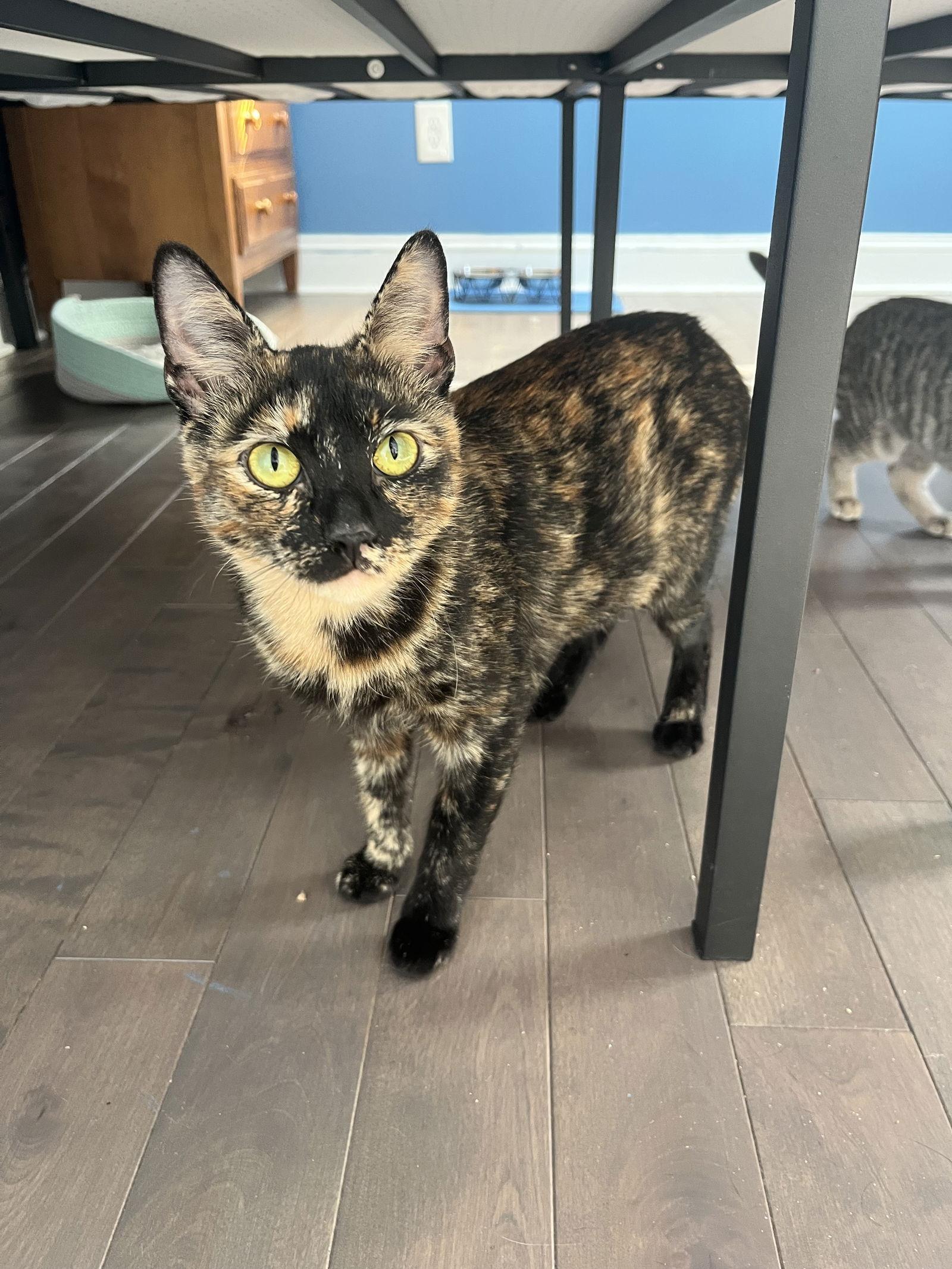 Cassie  Willow Grove thumbnail 4