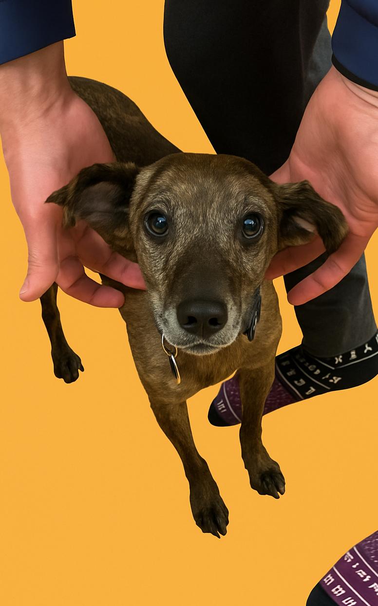 Enlarge Scout, a Adoptable mixed breed in Arlington, VA image 1/3