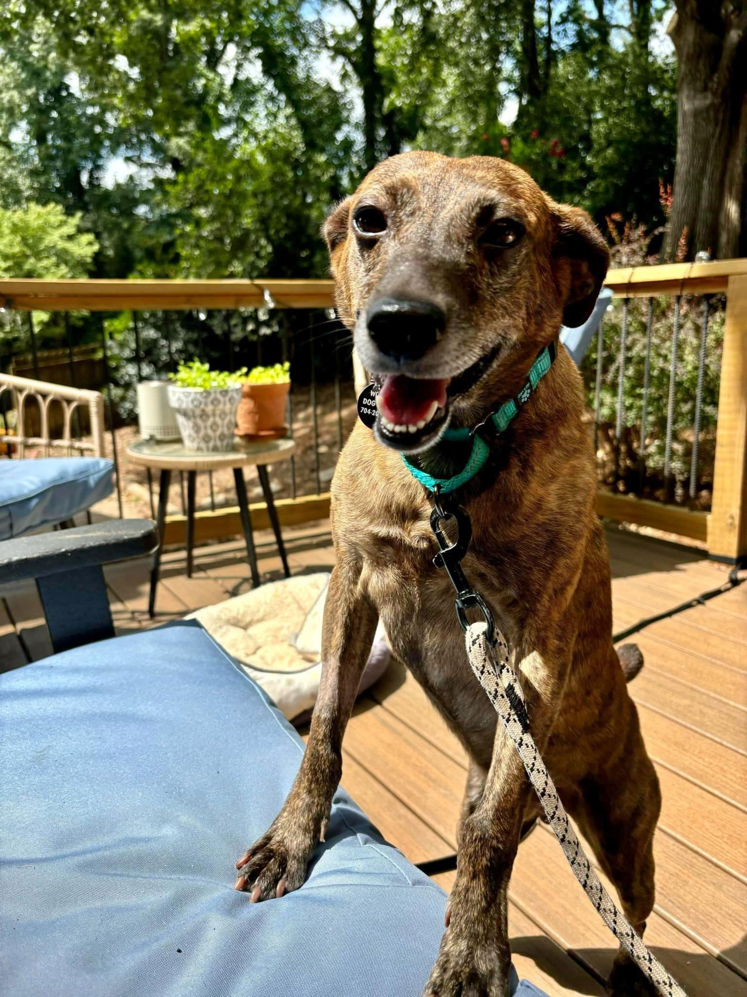 Enlarge Scout, a Adoptable mixed breed in Arlington, VA image 3/3