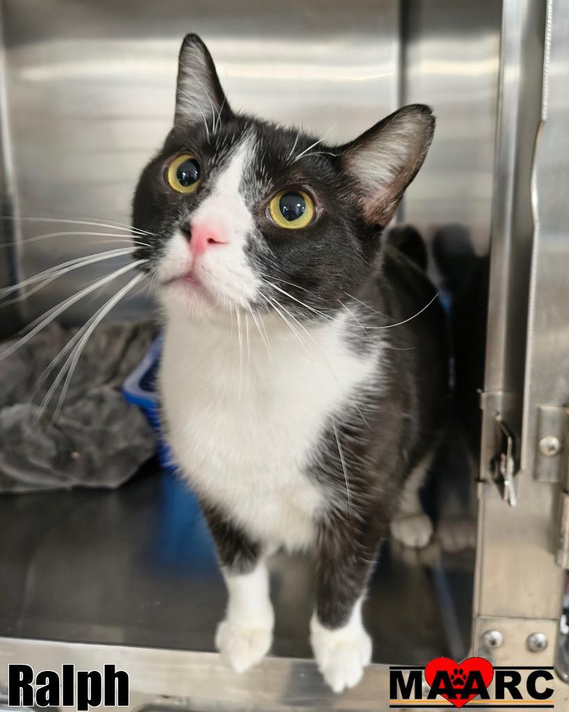 Ralph, Adoptable, Adult Male Domestic Short Hair.