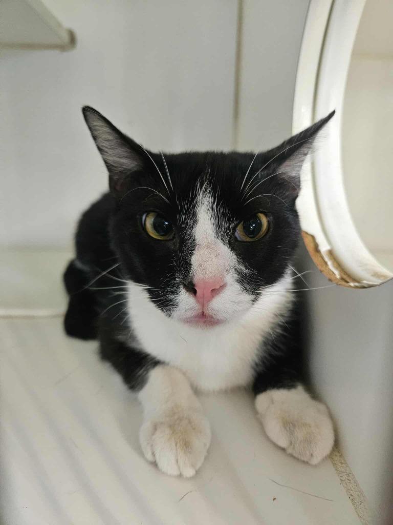 Enlarge Ralph, a Adoptable mixed breed in Maryville, TN image 1/1