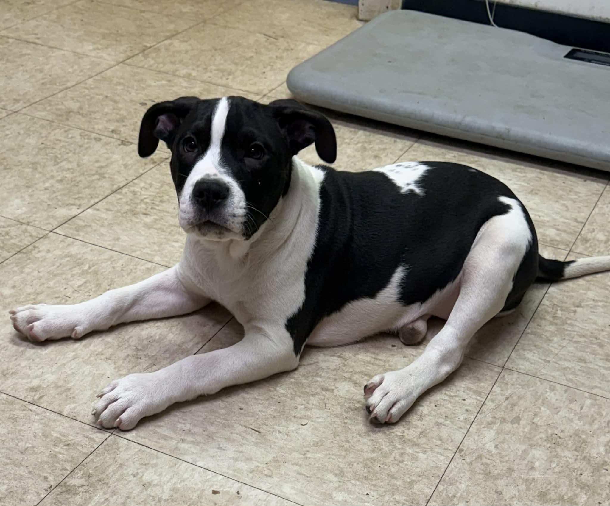 Enlarge Marley, a Adoptable mixed breed in Bristol, VT image 1/1