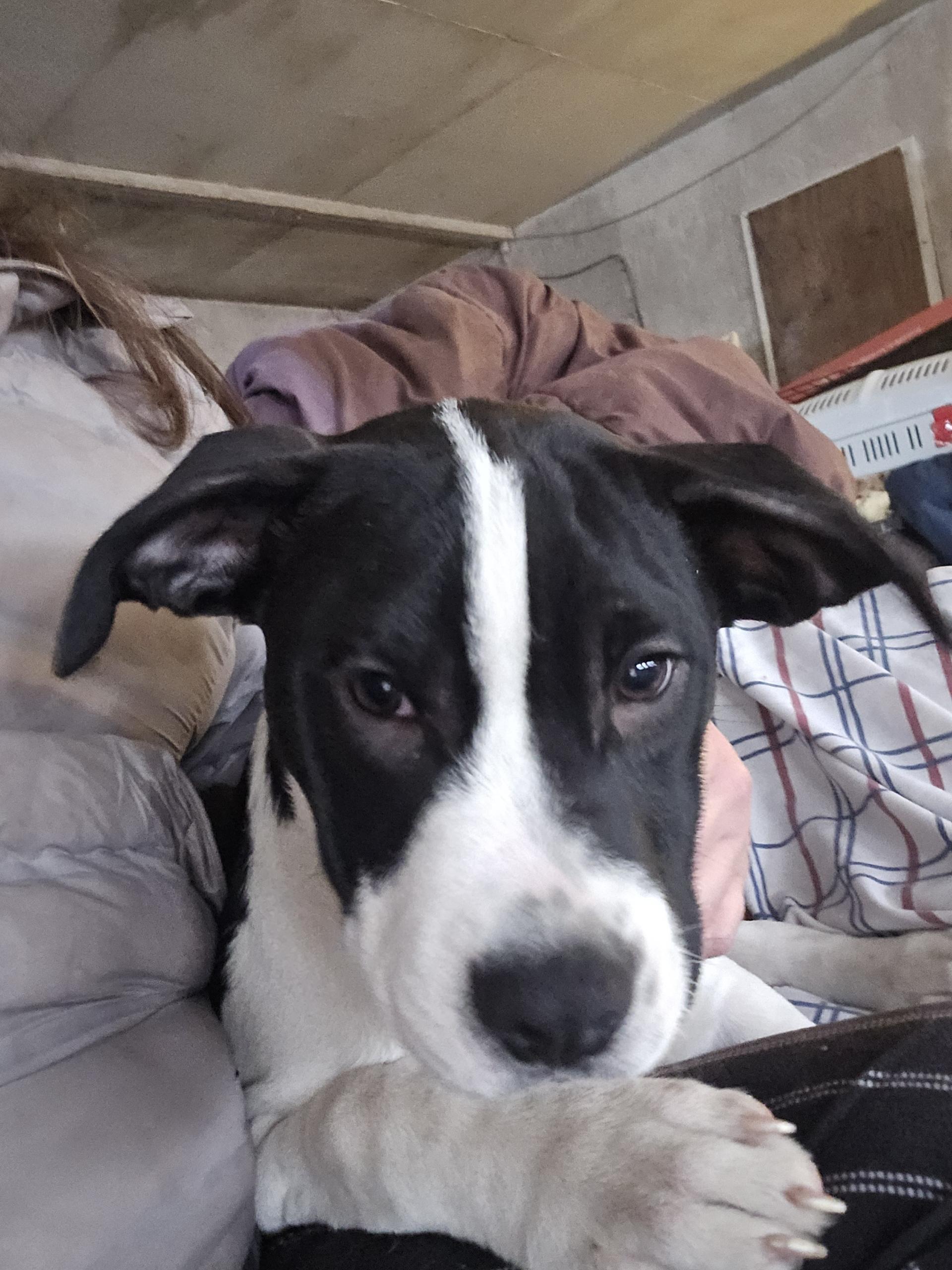 Enlarge Marley, an adopted mixed breed in Bristol, VT image 2/4