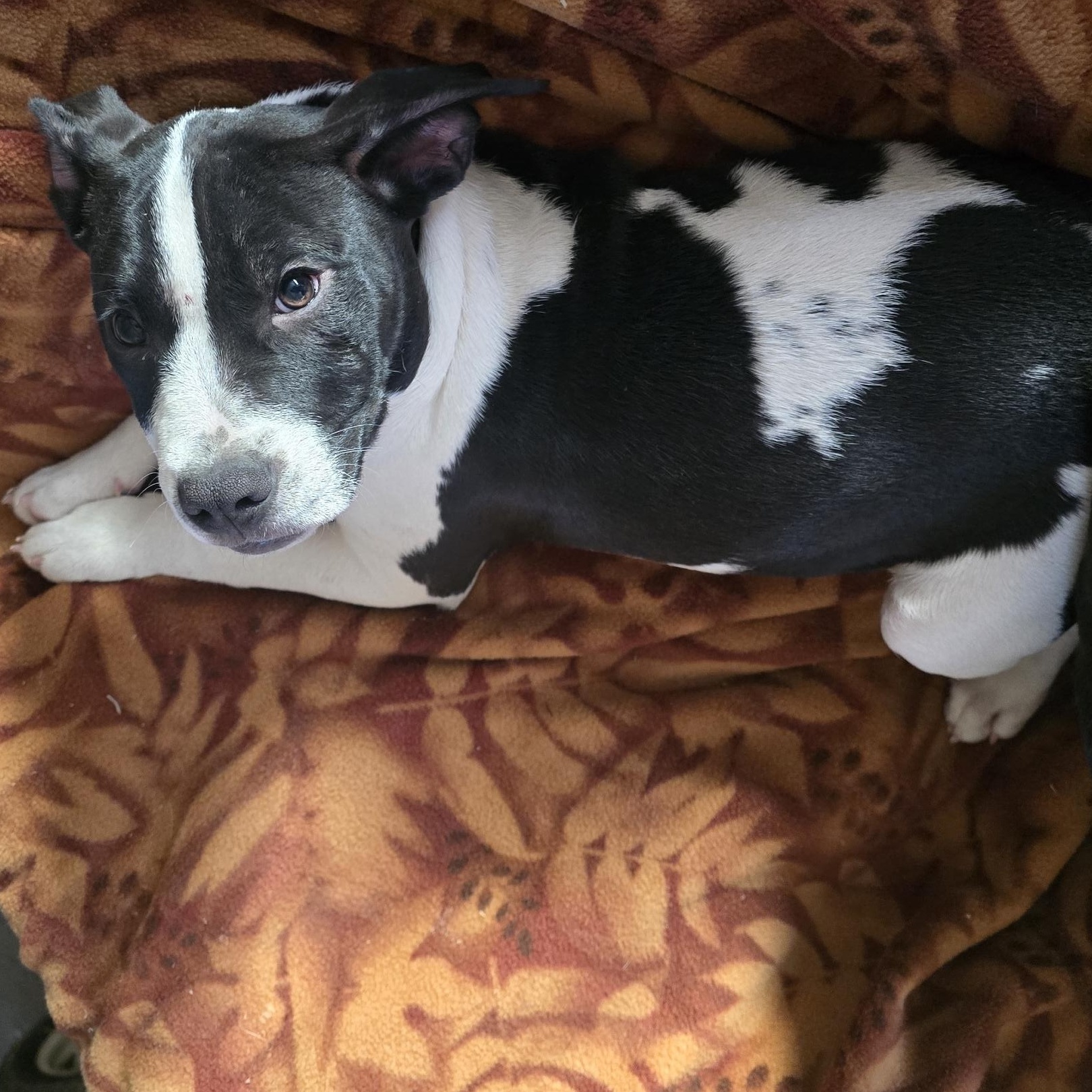 Enlarge Marley, an adopted mixed breed in Bristol, VT image 3/4