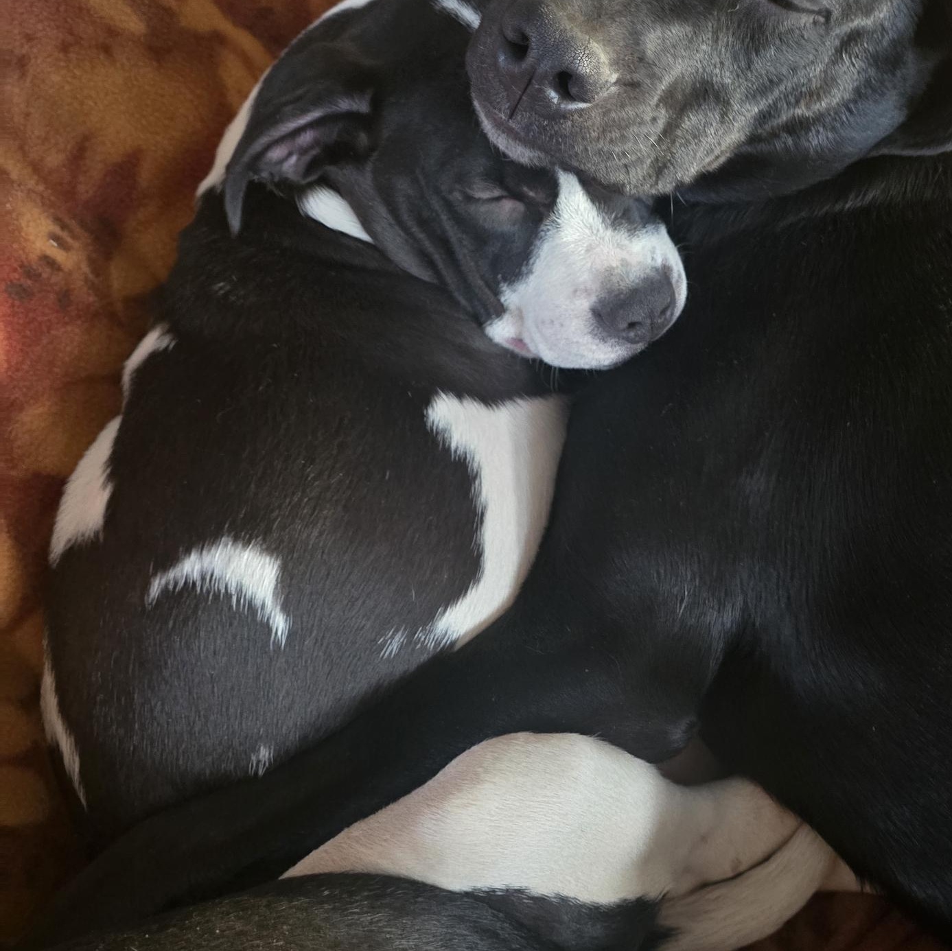 Enlarge Marley, an adopted mixed breed in Bristol, VT image 4/4