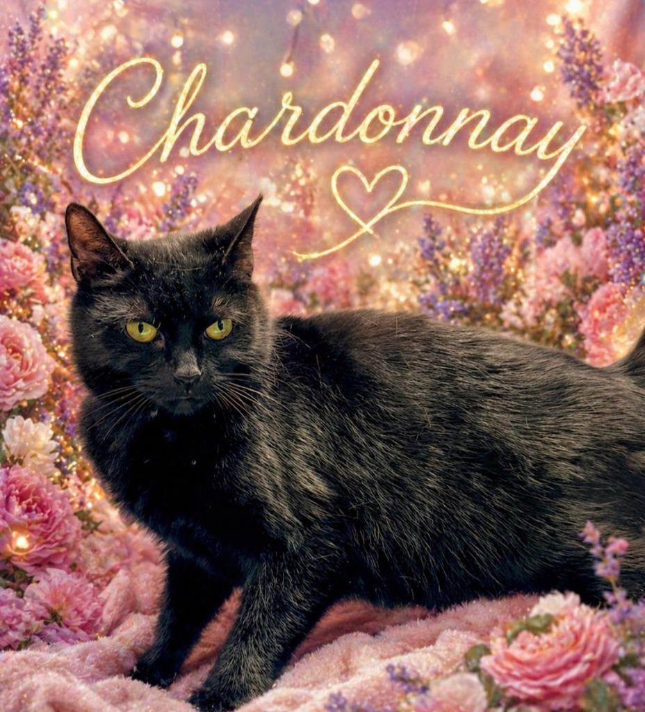 Chardonnay, Adoptable, Young Female Domestic Short Hair.