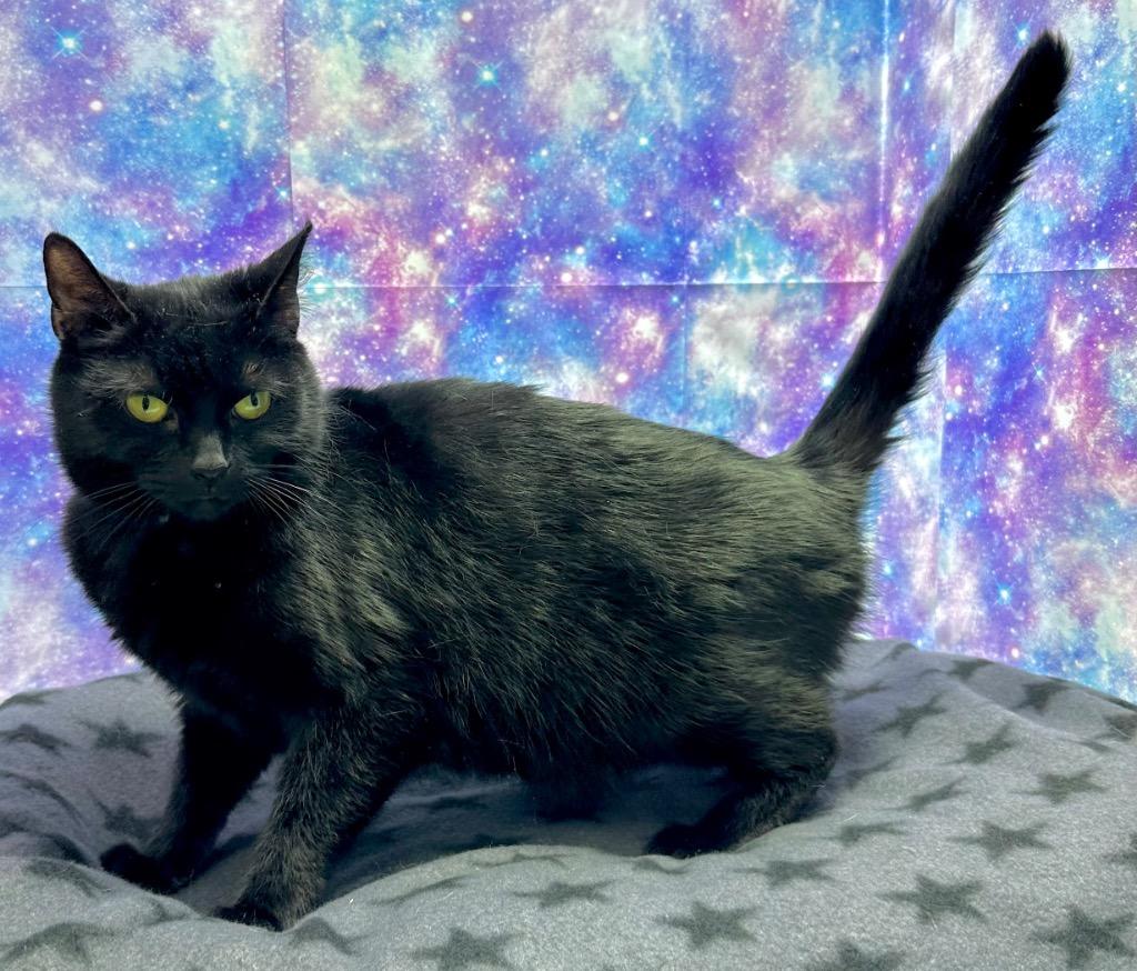 Enlarge Chardonnay, a Adoptable mixed breed in Washington Court House, OH image 2/2