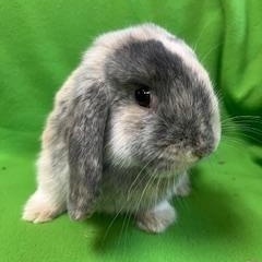 Bennet, an adopted Mini Lop in Haltom City, TX image 5/5
