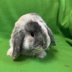 Bennet, an adopted Mini Lop in Haltom City, TX image 2/5