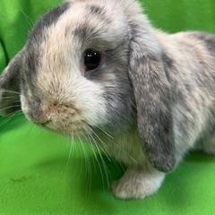 Bennet, an adopted Mini Lop in Haltom City, TX image 1/5
