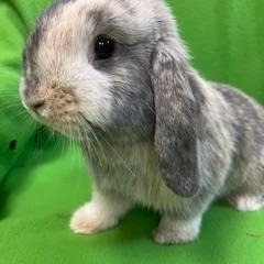 Bennet, an adopted Mini Lop in Haltom City, TX image 4/5