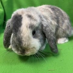 Bennet, an adopted Mini Lop in Haltom City, TX image 3/5