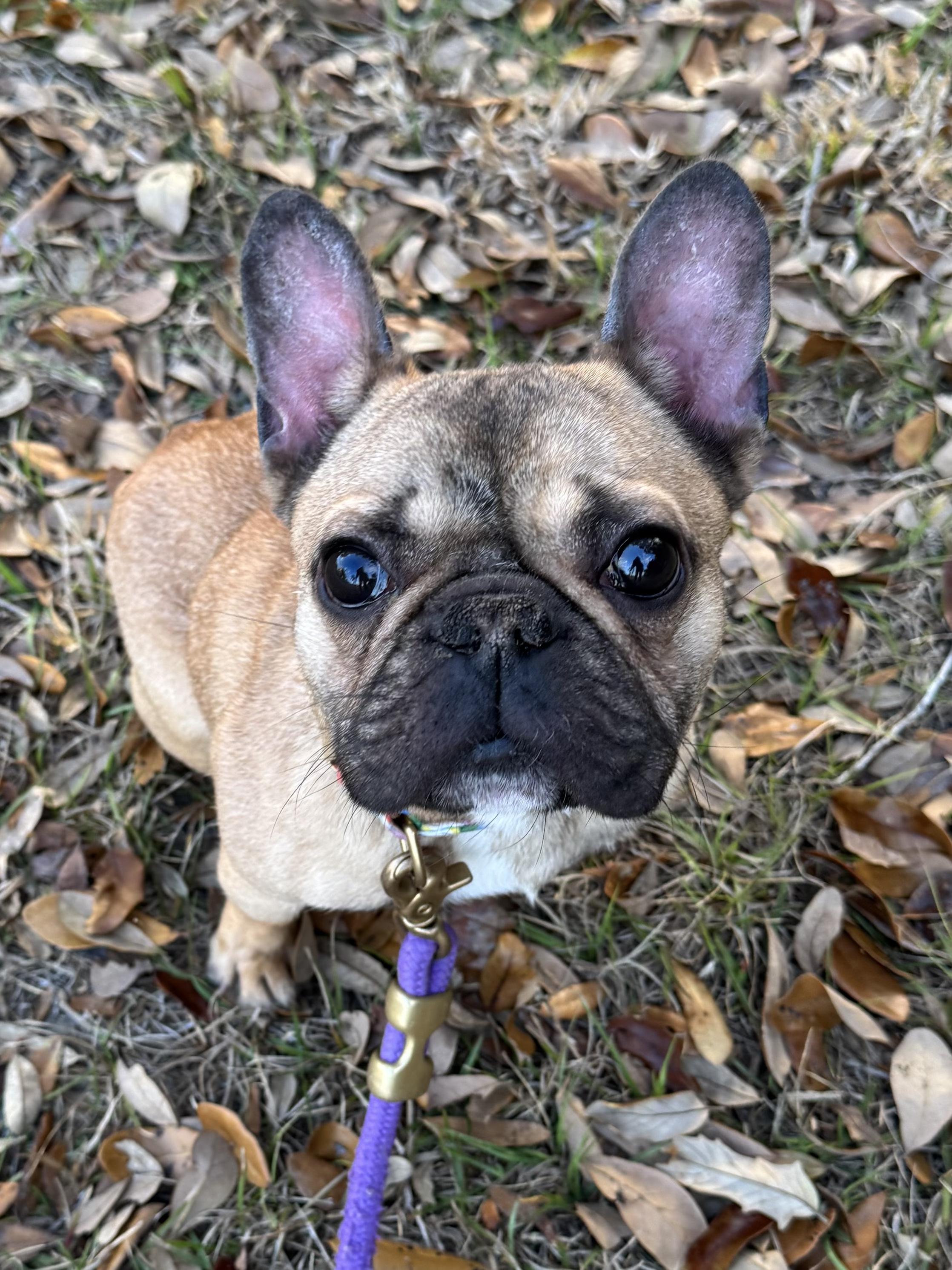 Enlarge Wilson, a Adoptable French Bulldog in New Smyrna Beach, FL image 1/1