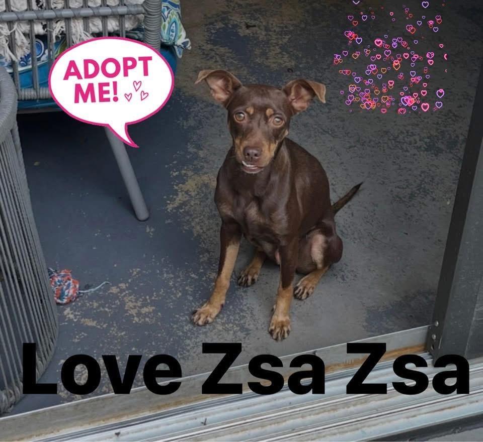 Enlarge Zsa Zsa, an adopted Miniature Pinscher in Pinellas Park, FL image 1/1