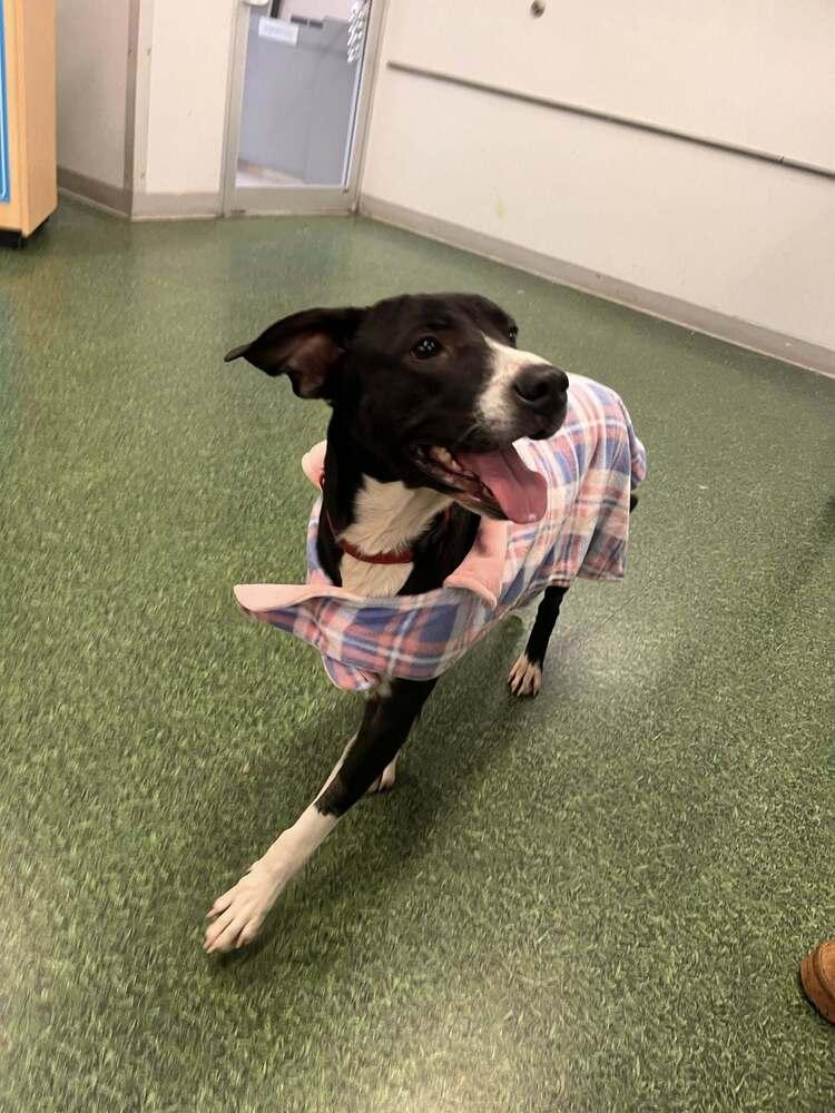 Charlotte, a Adoptable mixed breed in Acworth, GA image 1/2