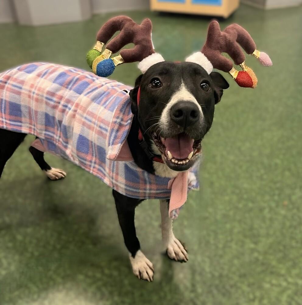 Charlotte, a Adoptable mixed breed in Acworth, GA image 2/2