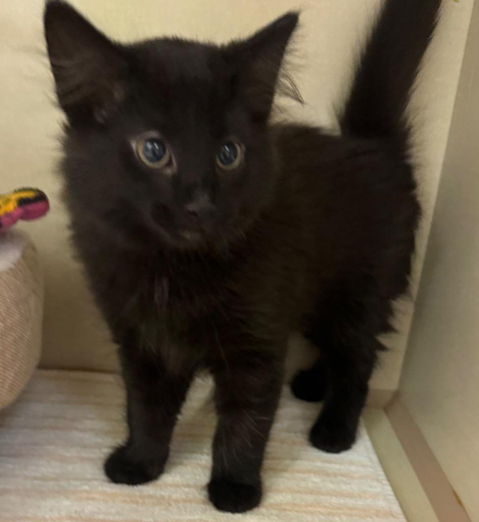 Enlarge Gusti, a Adoptable mixed breed in Winnipeg, MB image 1/1