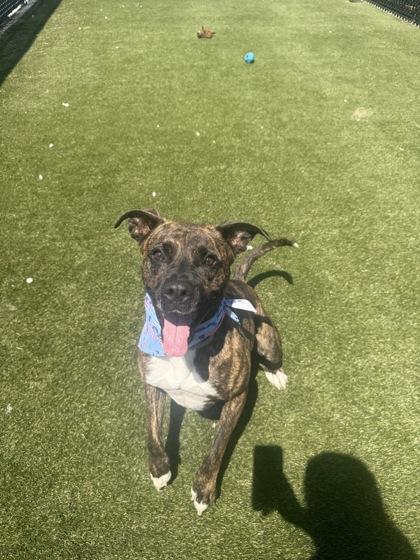 Elisa, a Adoptable mixed breed in Lafayette, IN image 2/3