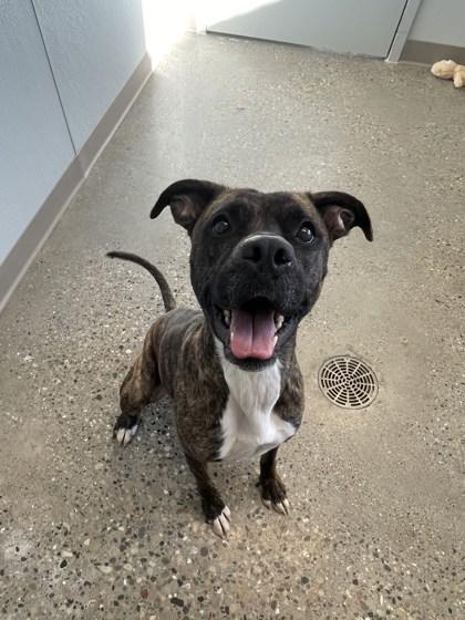 Elisa, a Adoptable mixed breed in Lafayette, IN image 1/3