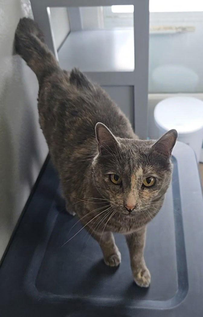 Enlarge Button, a Adoptable Domestic Short Hair in Evergreen, CO image 1/1