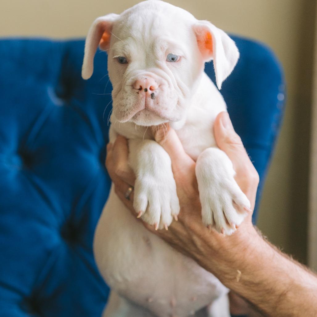 Enlarge Yolanda, an adopted mixed breed in Zionsville, IN image 1/1