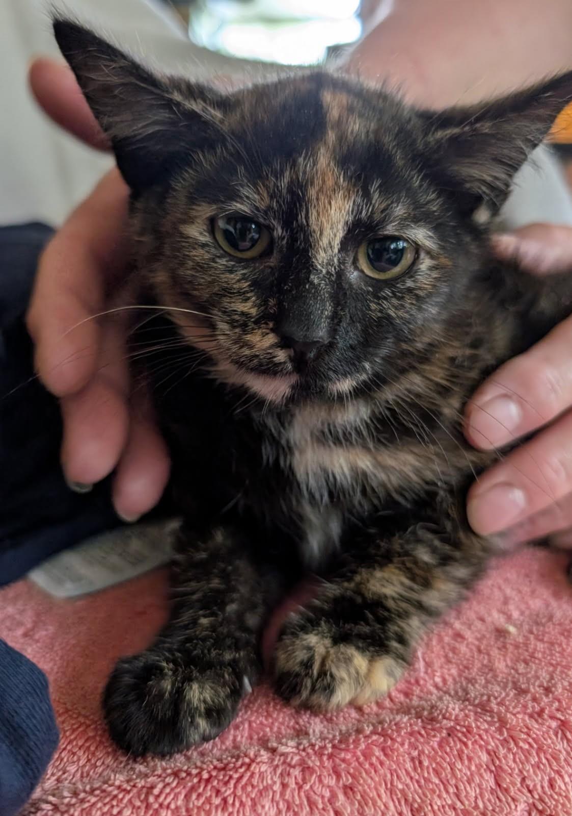 Neva                (Bonded to Edison)