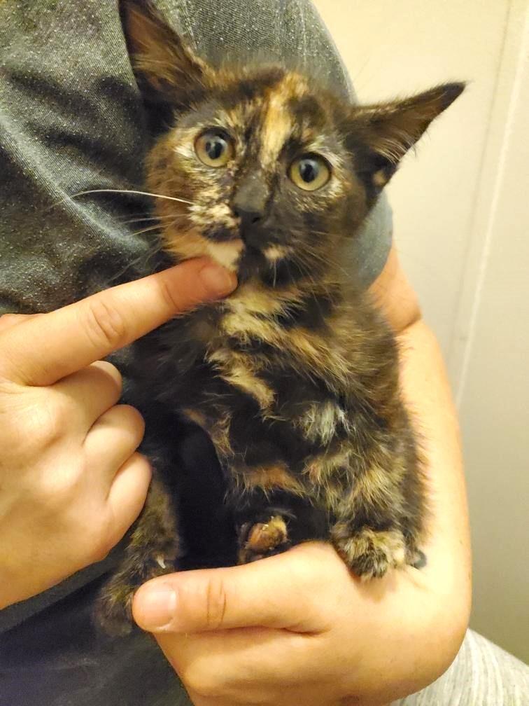 Neva                (Bonded to Edison)