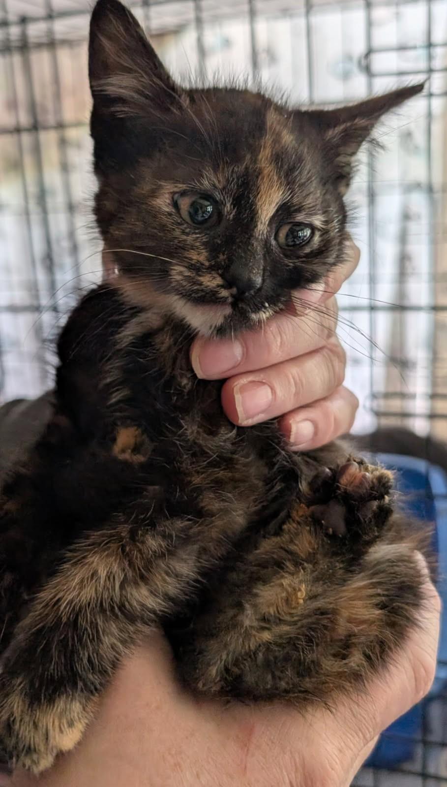 Neva                (Bonded to Edison)