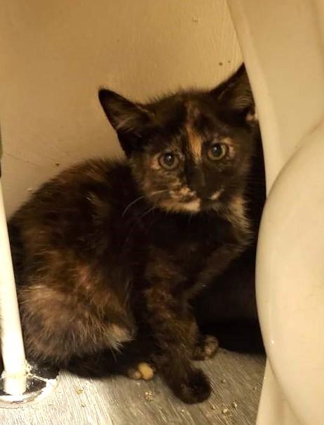 Neva                (Bonded to Edison)