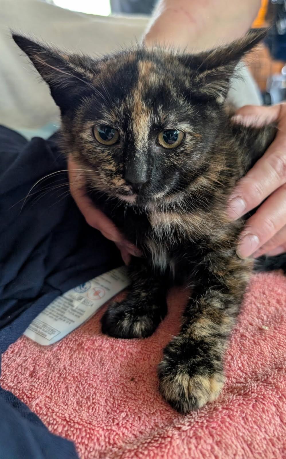 Neva                (Bonded to Edison)