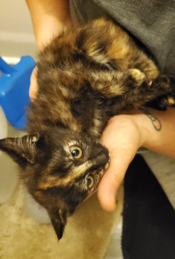 Neva                (Bonded to Edison)