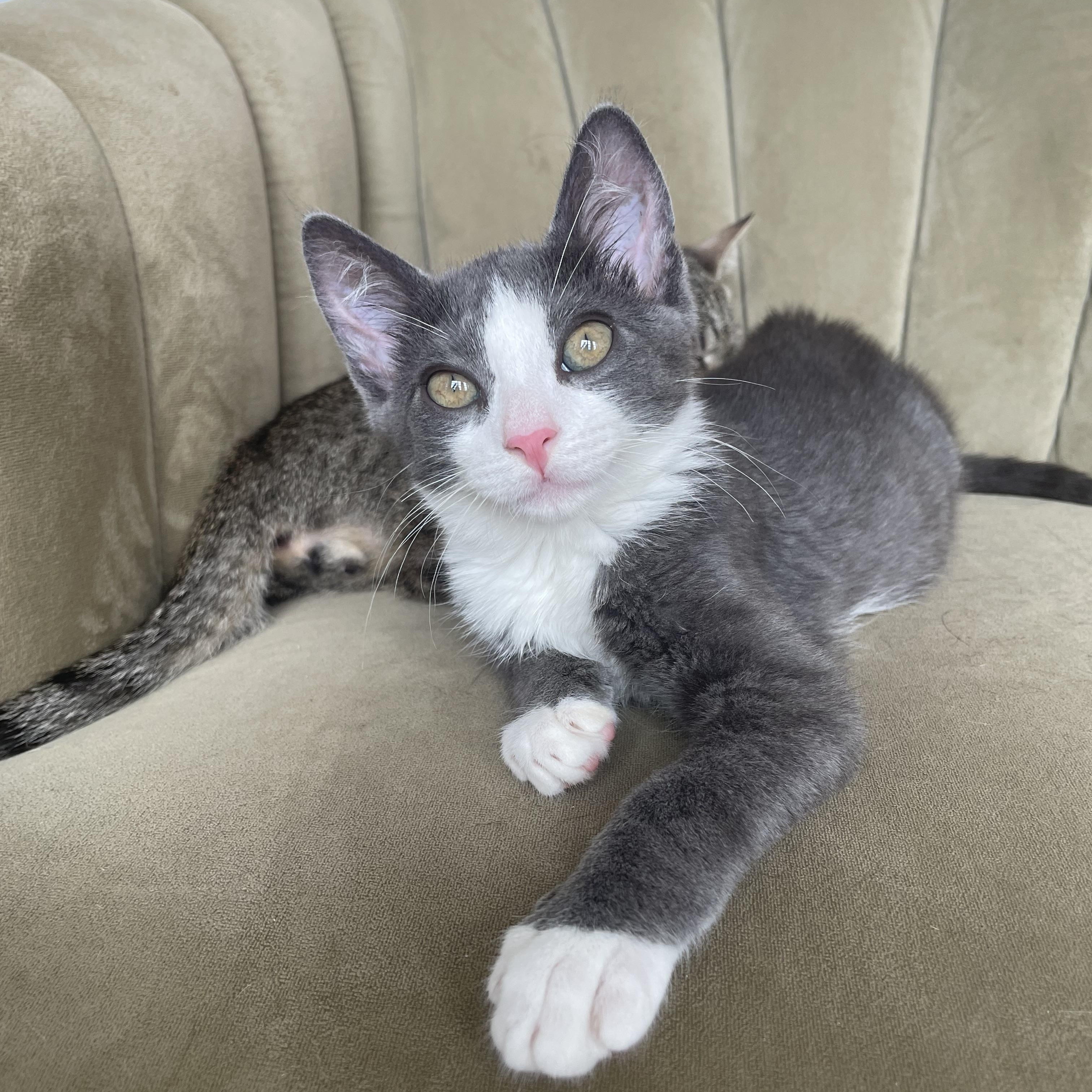 Beamer, a ADOPTABLE Domestic Short Hair in Brooklyn, NY image 1/6