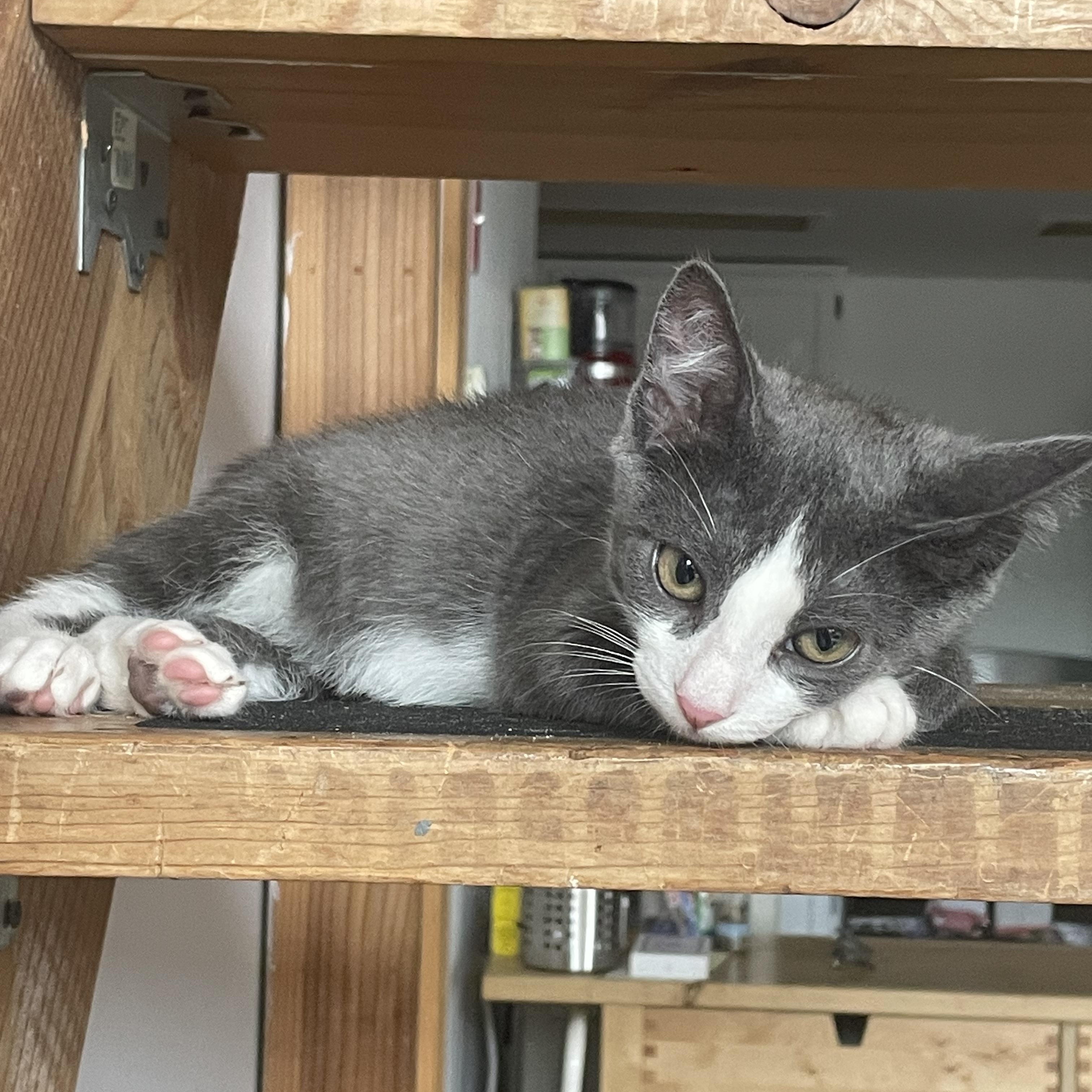 Beamer, a ADOPTABLE Domestic Short Hair in Brooklyn, NY image 6/6
