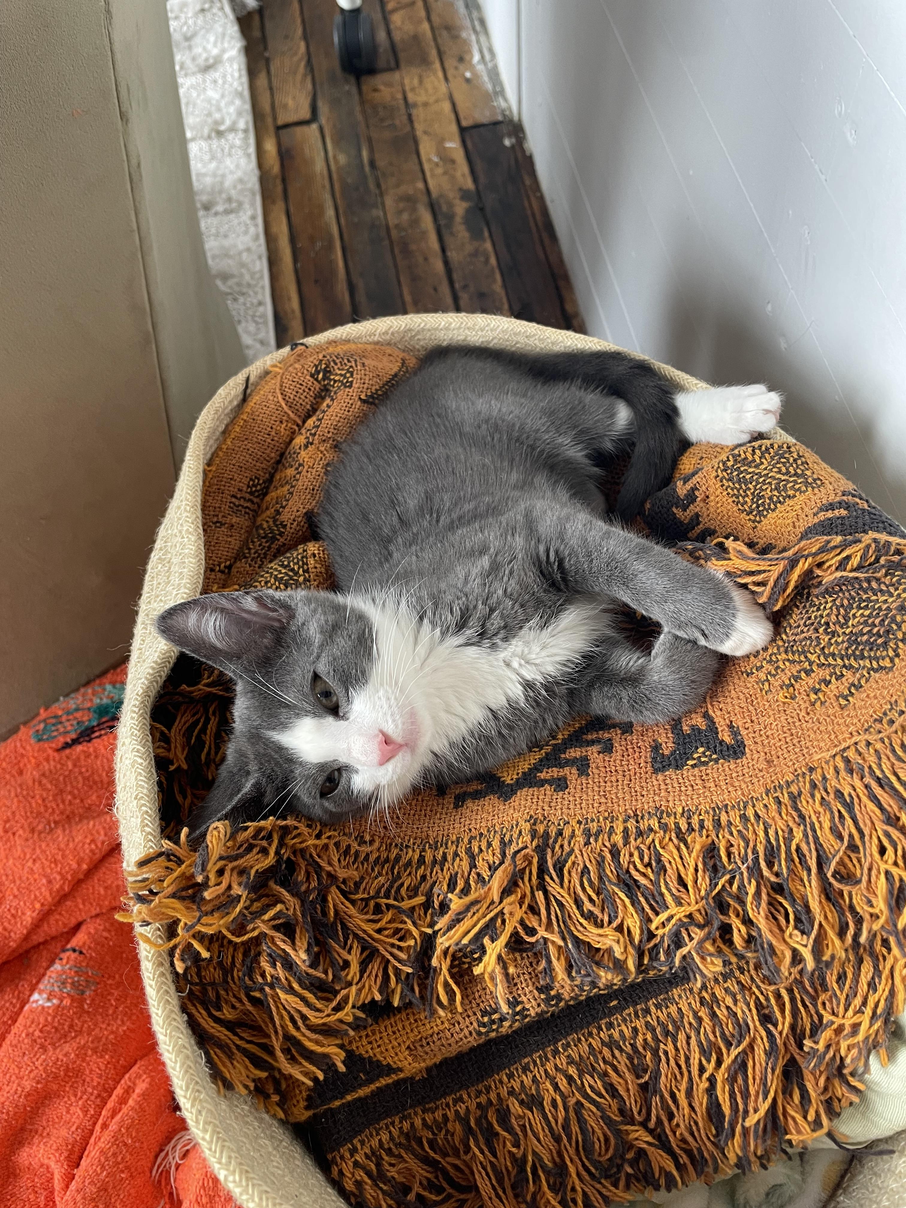 Beamer, a ADOPTABLE Domestic Short Hair in Brooklyn, NY image 3/6