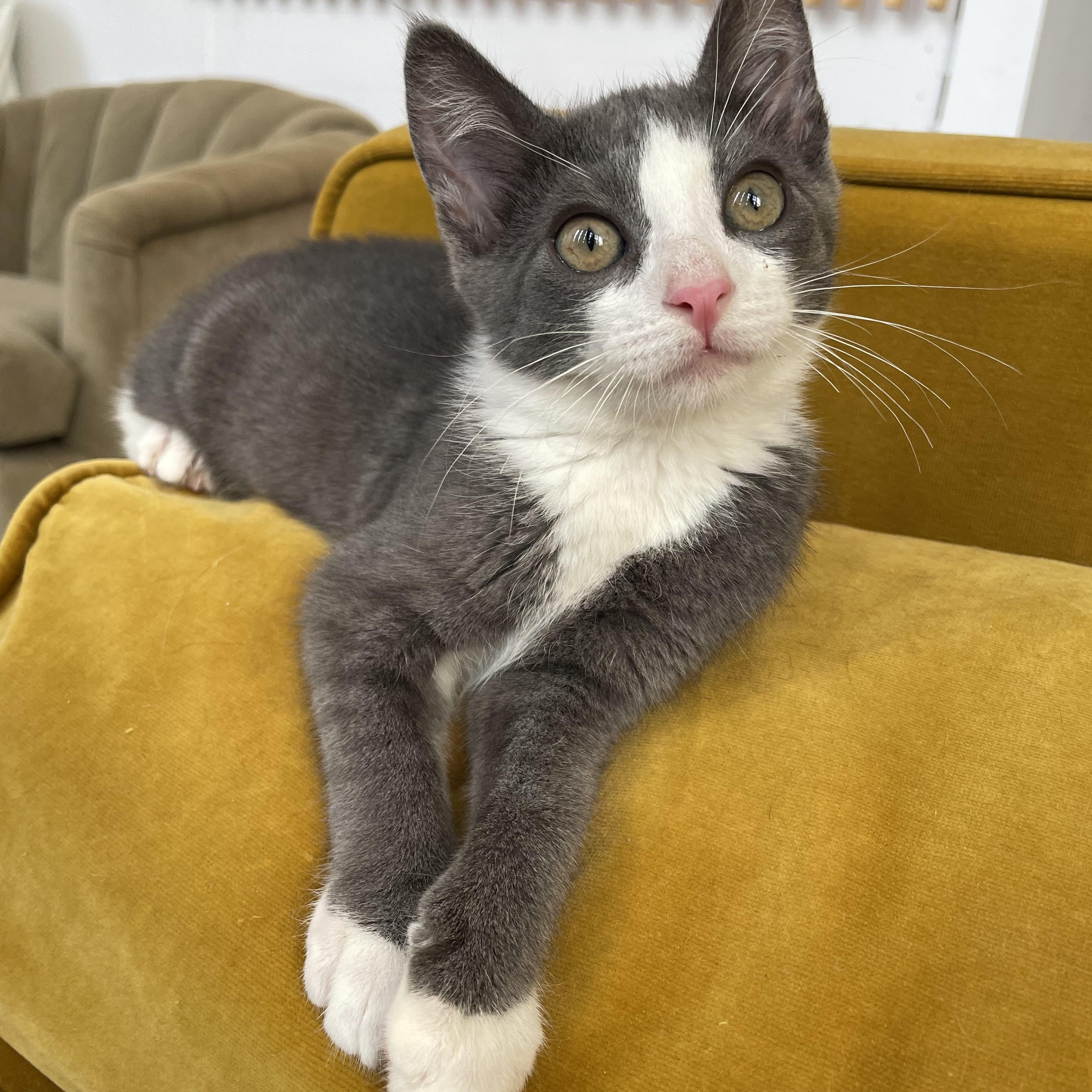 Beamer, a ADOPTABLE Domestic Short Hair in Brooklyn, NY image 2/6