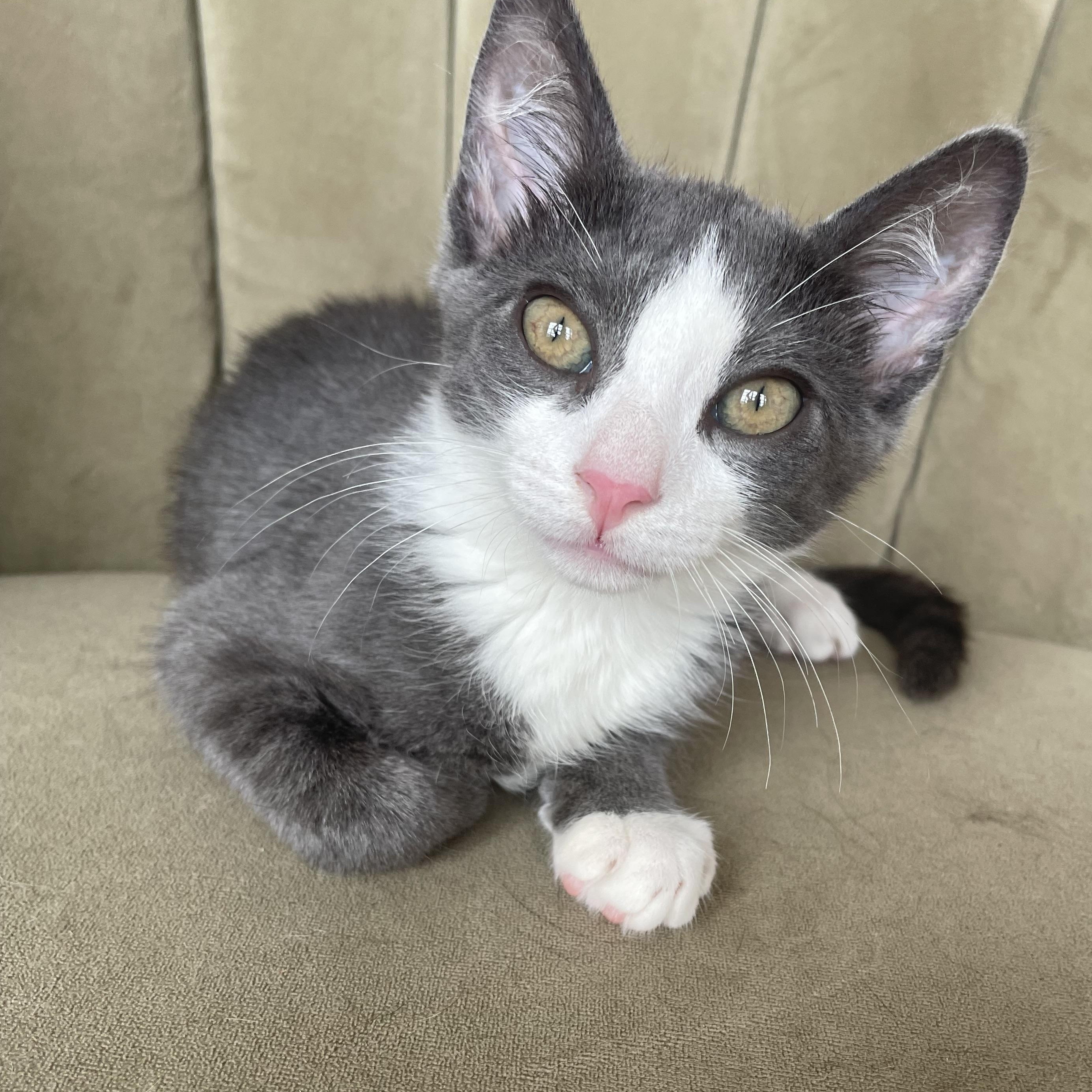 Beamer, a ADOPTABLE Domestic Short Hair in Brooklyn, NY image 5/6