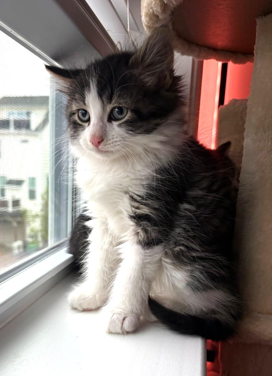 Fava (Bonded to Chickpea), an adopted mixed breed in Ypsilanti, MI image 5/5