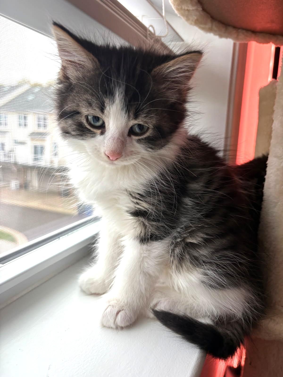 Fava (Bonded to Chickpea), an adopted mixed breed in Ypsilanti, MI image 2/5